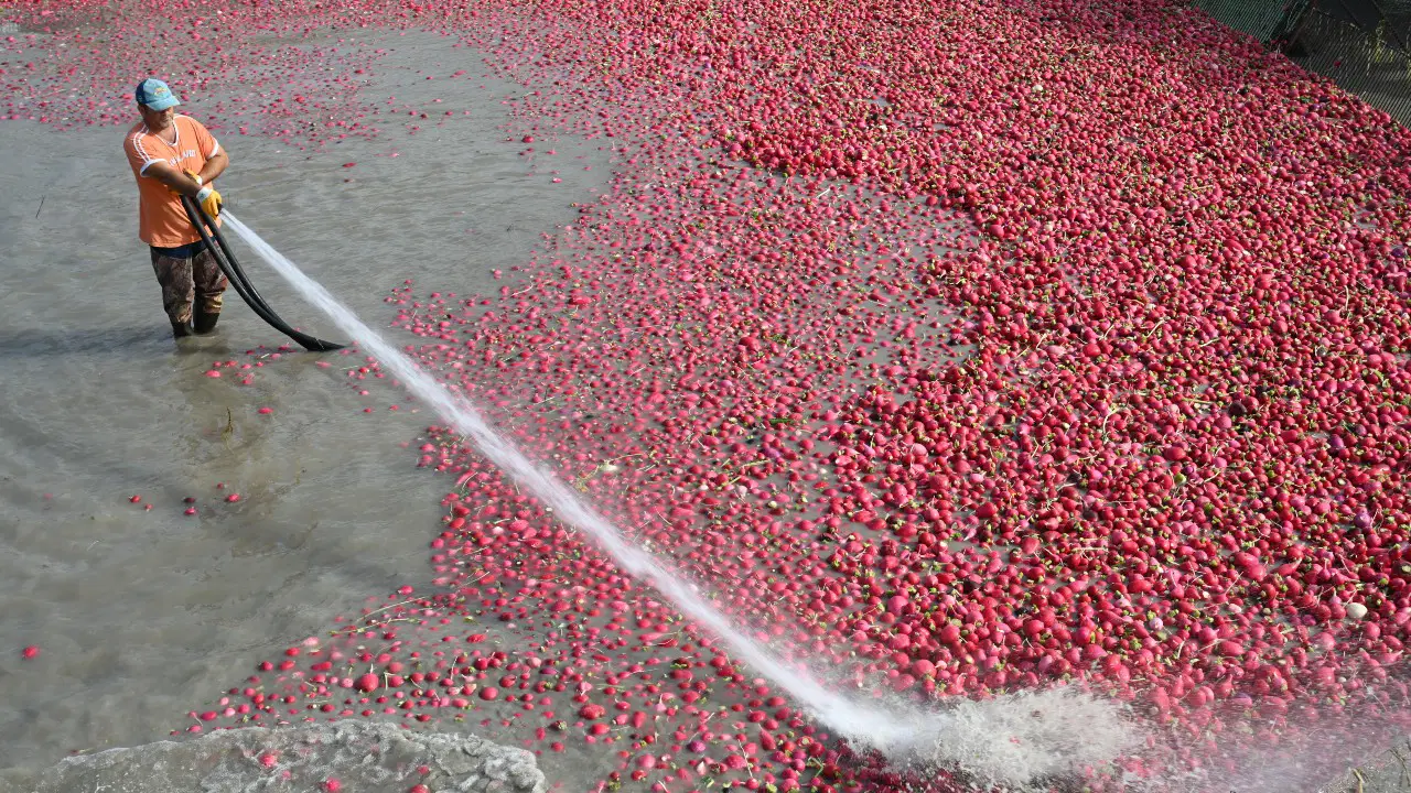 Yetiştirildiği ilçenin adıyla tescillendi
