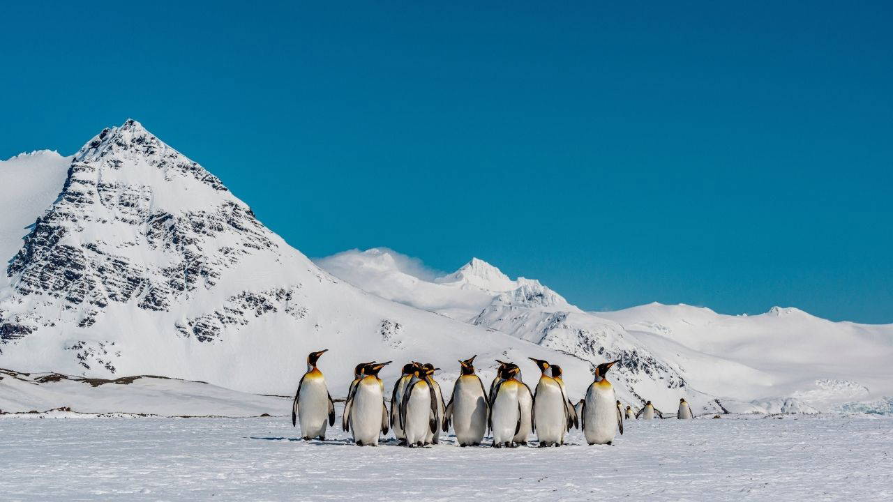 Araştırma: Penguen dışkısı Antarktika'nın ısısını düşürüyor