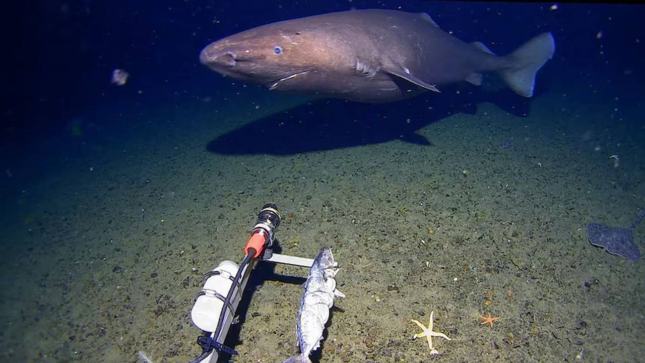 Antarktika’dailk kez köpekbalığı görüntülendi