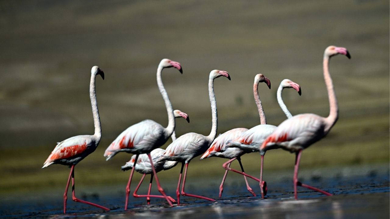 Allı turnalar Erçek Gölü’nde göç öncesi güç topluyor