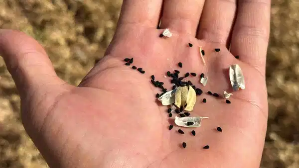 'Siyah altın' hasadı başladı! Adıyamanlı çiftçilerin yeni gözdesi...