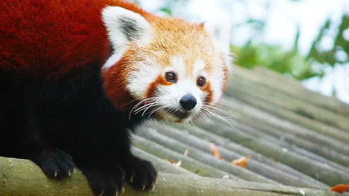 Dünya sessizce eksiliyor: Nesli tükenmekte olan 20 hayvan türü