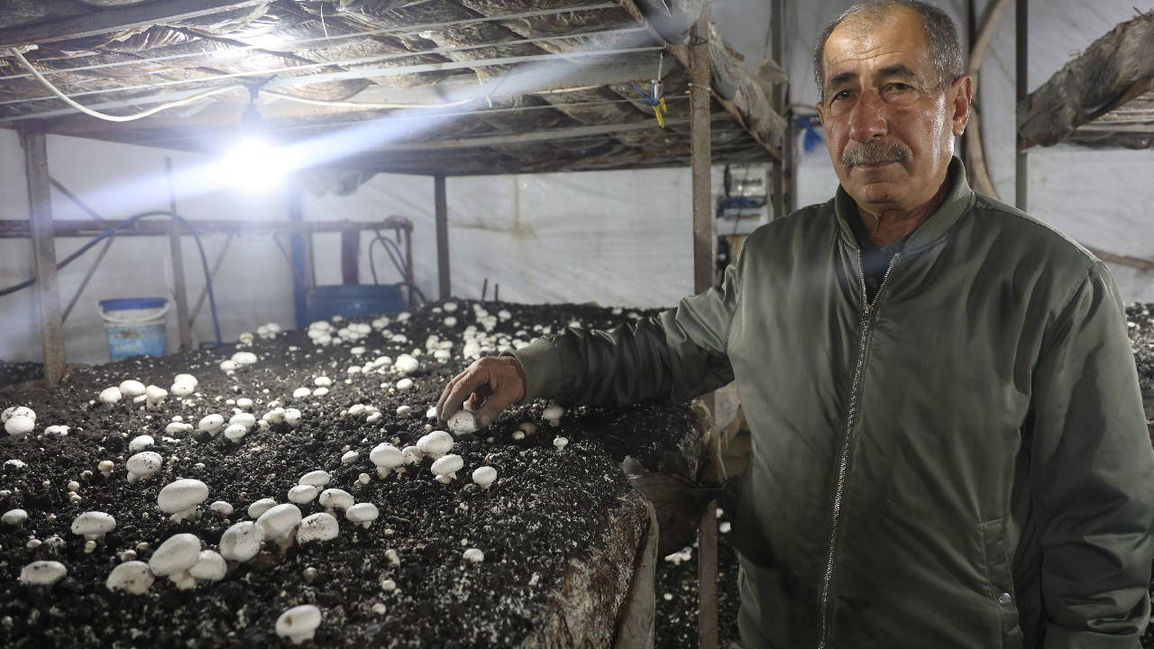 Varını yoğunu satıp kurduğu 3 çadırda üretim yapıyor: Yılda 3 kez hasat yapıyor....