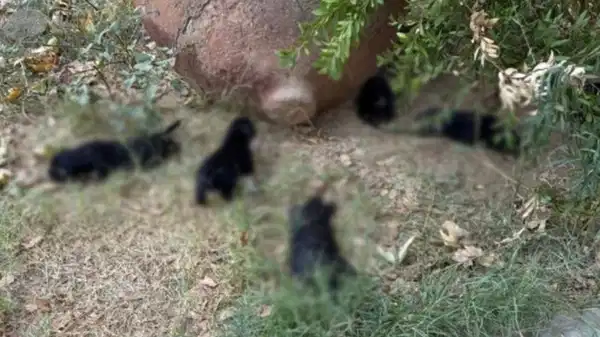 İzmir'de zehirlendiği iddia edilen 10 köpek ile 5 kedi öldü
