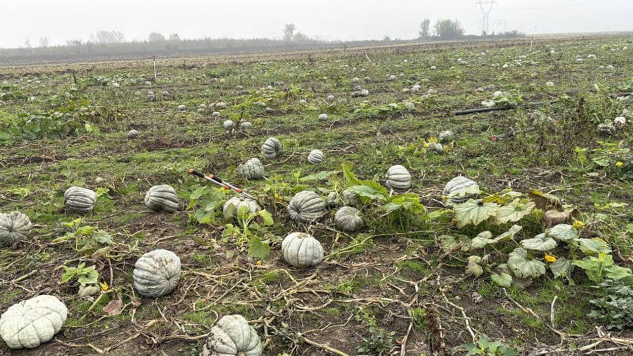 Düzce'nin coğrafi işaretli lezzetinde hasat başladı: 10 bin ton rekolte bekleniyor