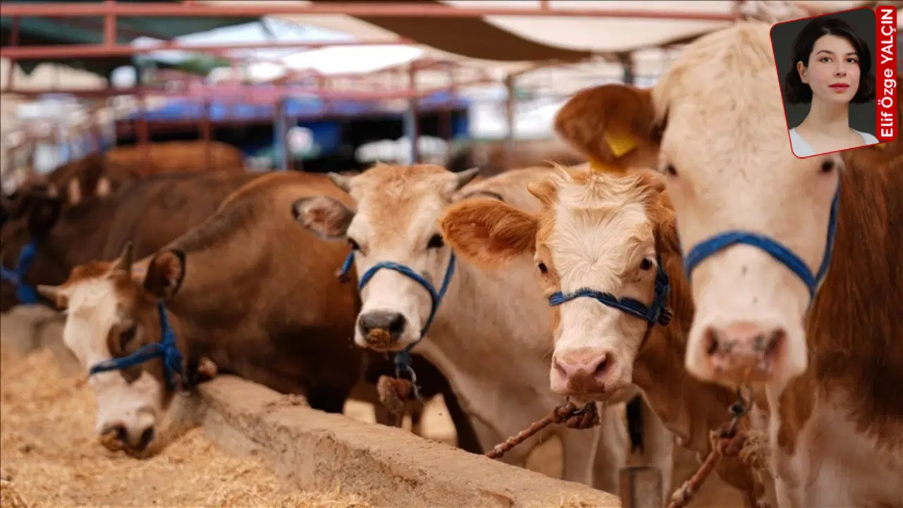 Şap hastalığı, yüksek maliyetler ve ithalat baskısı kırmızı et piyasasını kilitledi: Ette kriz derinleşiyor