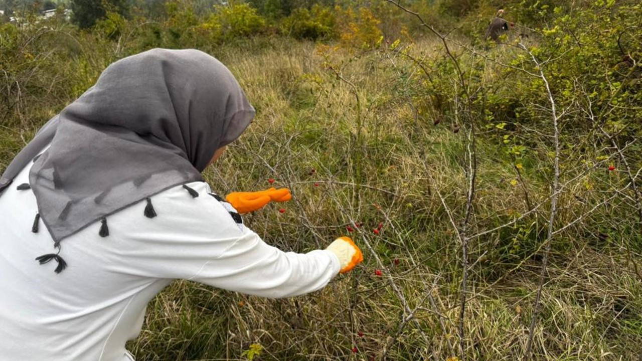 Alaplı'da hasat başladı: 'Doğal vitamin deposu'