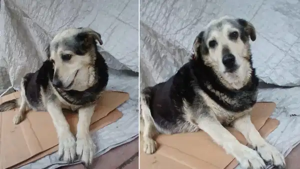 Bir can daha görmezden gelindi: Pakize’yi ezen sürücüye takipsizlik