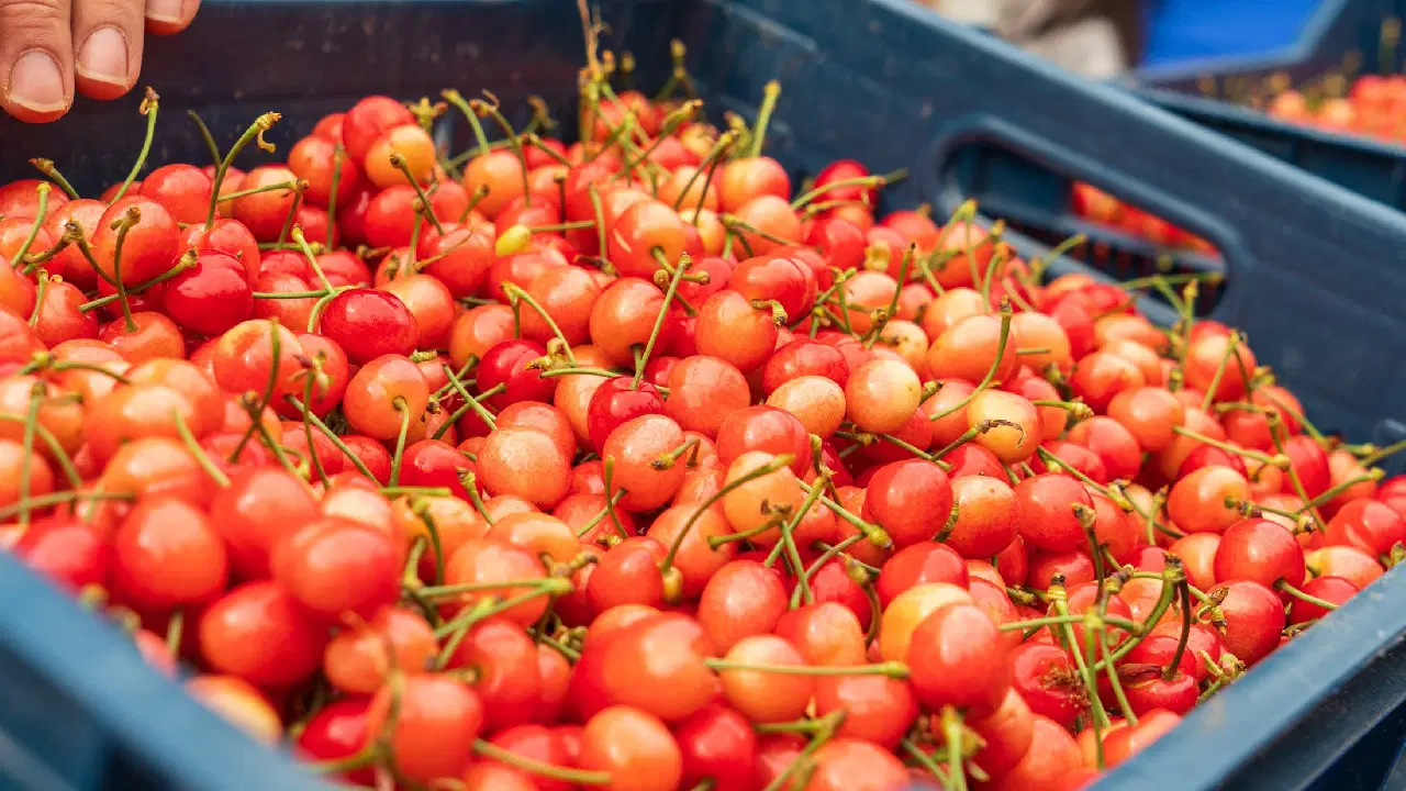 Kuzey Yarımküre’nin ilk kirazı çıktı: Açık artırma ile satıldı! Kilosu 6  bin TL...