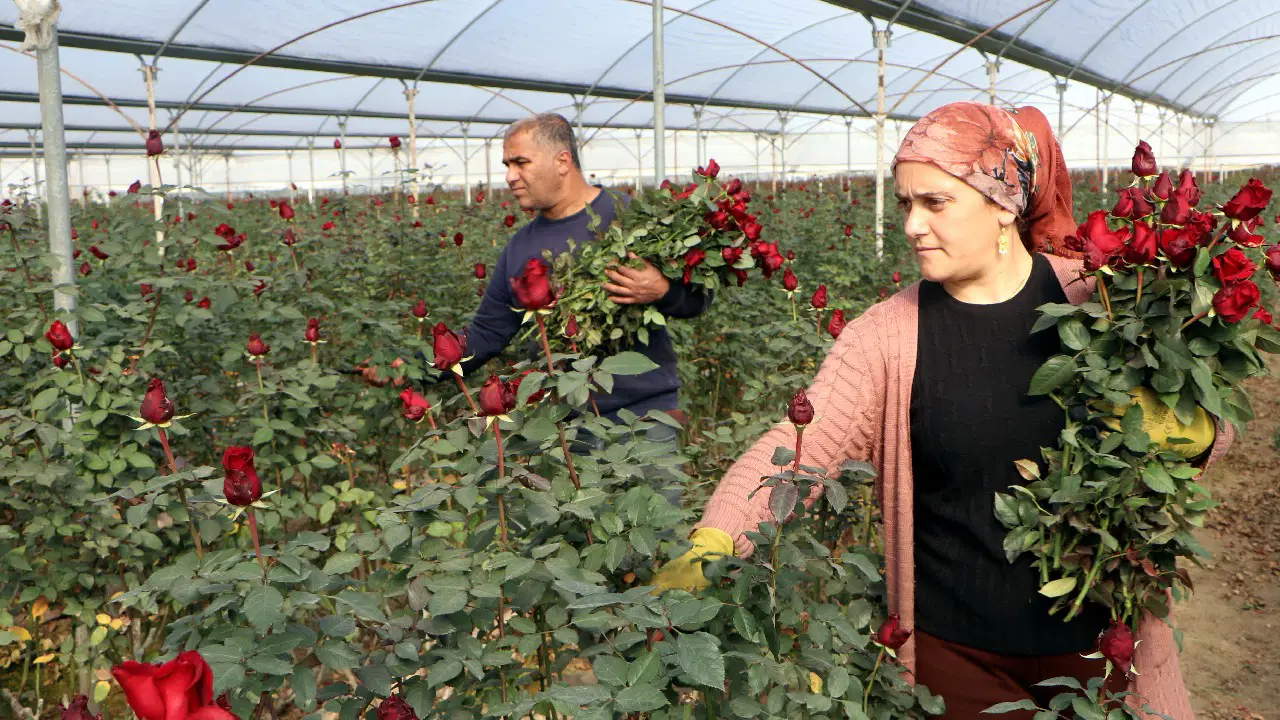14 Şubat için yetiştirmişlerdi: Binlerce ürün dalında kaldı, verim yarı yarıya düştü!