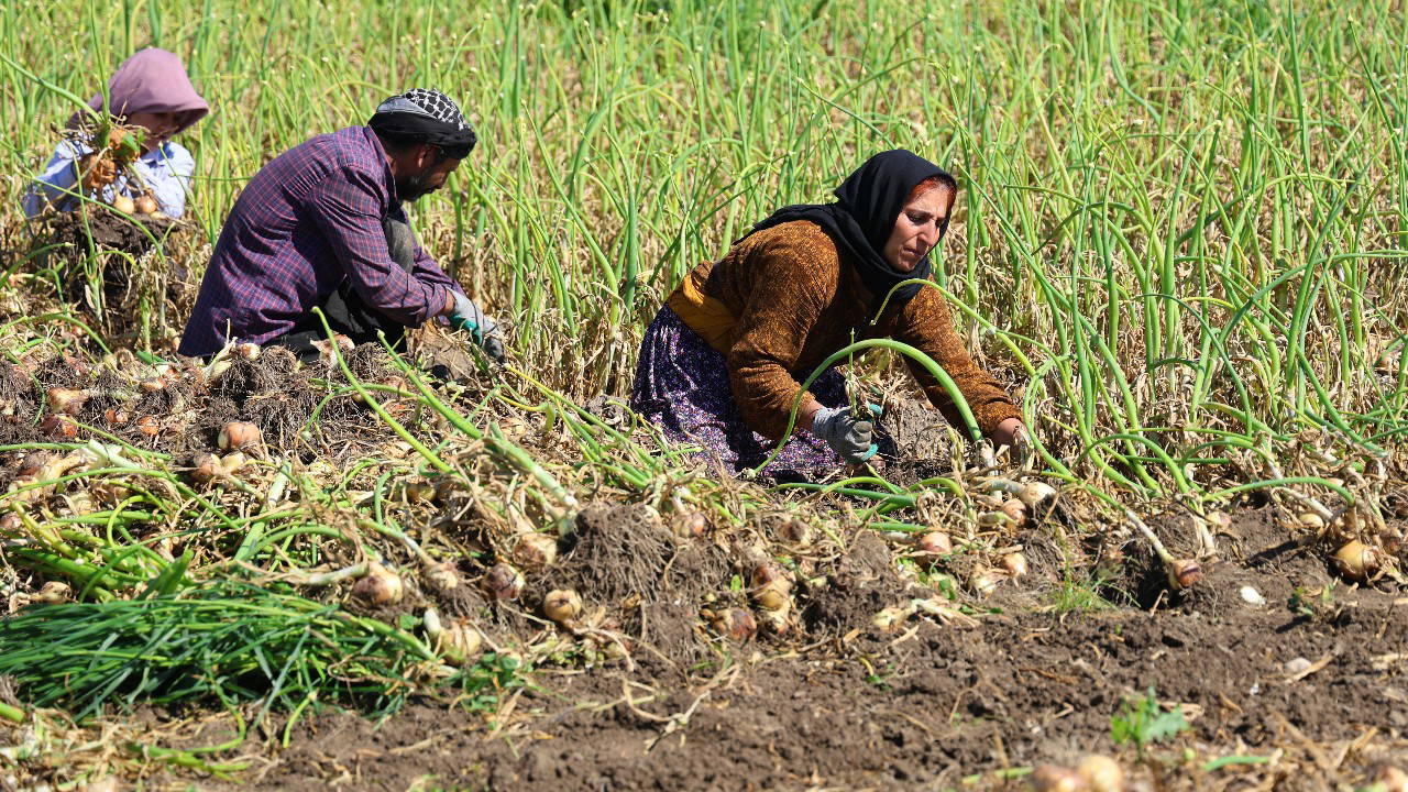 Adana’da 31 bin dönümde hummalı mesai başladı: Dönüm başı 4 ton verim bekleniyor