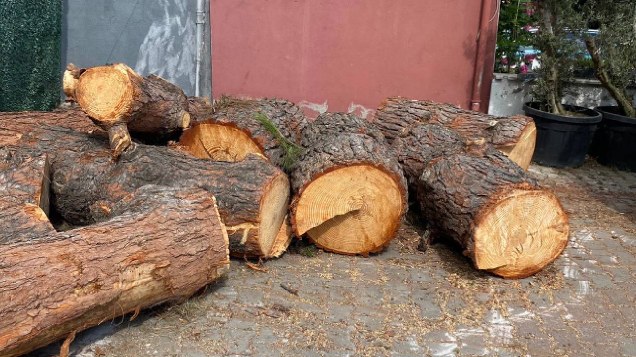 Cami önündeki ağaçlar tente için kesildi!
