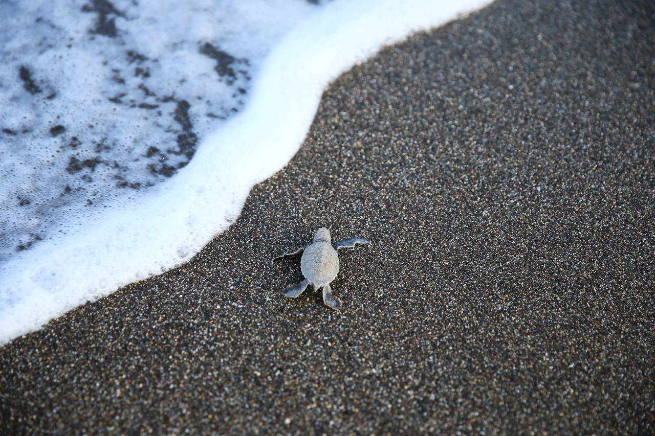 Mersin'de yavru kaplumbağalar denizle buluşuyor