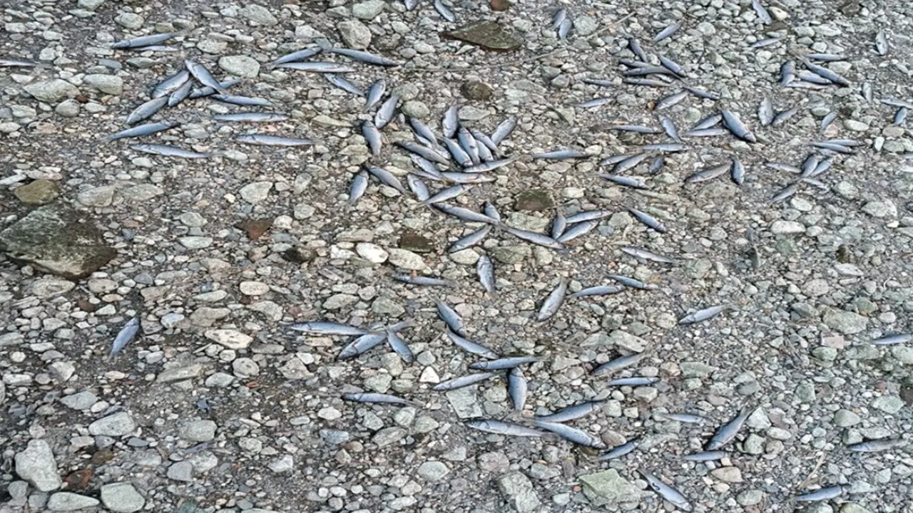 Çanakkale’de çay kurudu, toplu balık ölümleri başladı