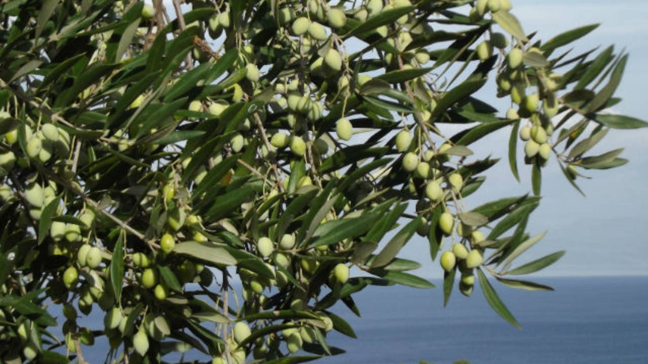 TTB, DİSK, KESK ve TMMOB: "Torba yasa değil torba talan. Yaşamı hedef alan bu yasa derhal geri çekilmelidir"