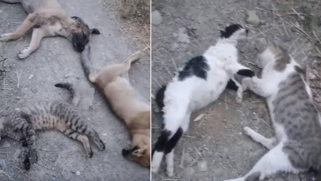 Hayvanları 'zehirleyerek' öldürmüşler!
