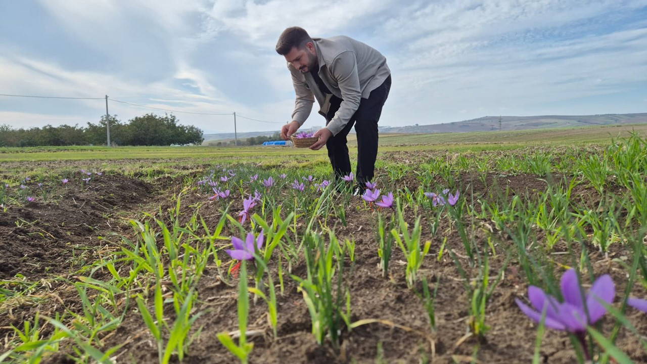 Bir çiçekten 3 tel çıkıyor: Kilosu 600 bin lira...