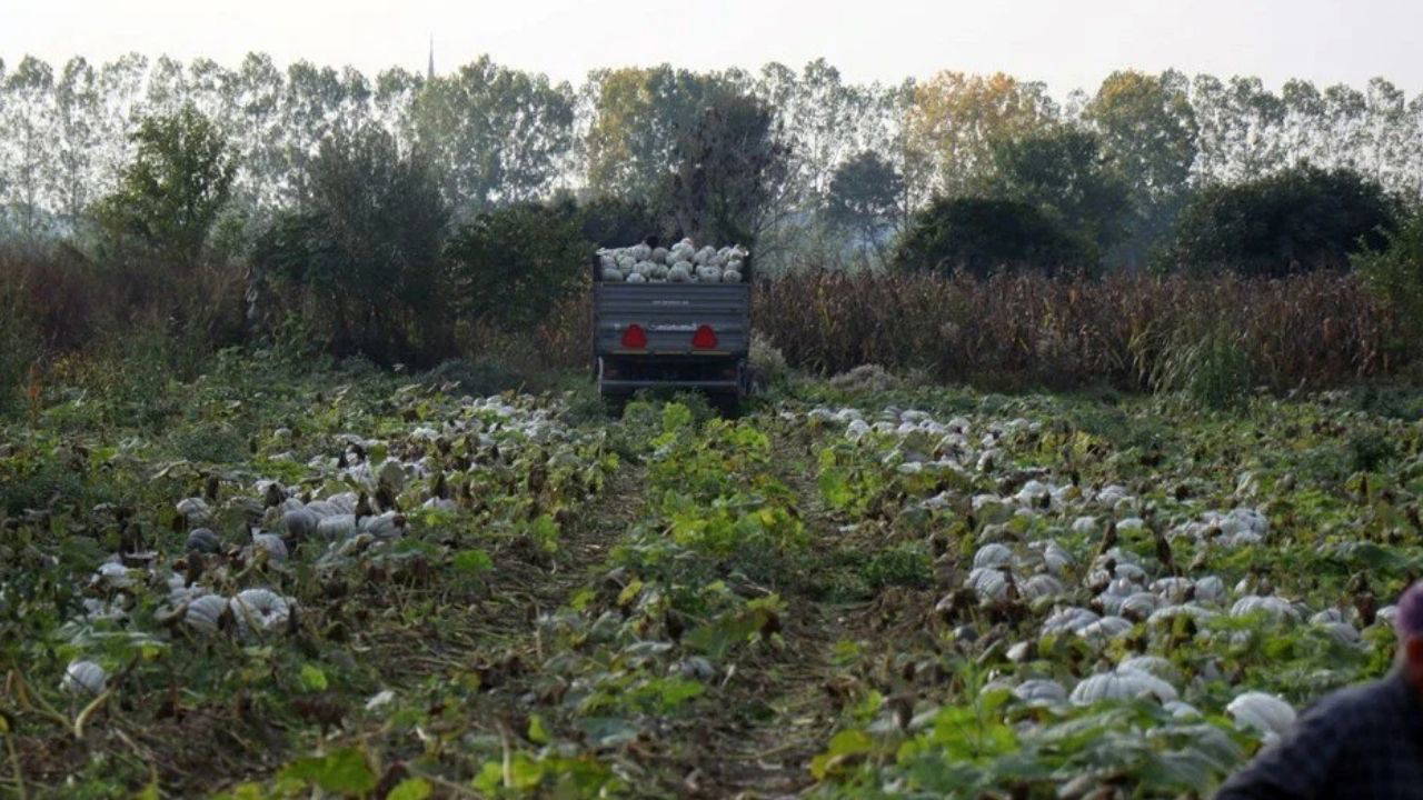 'Beyaz Elmas' hasadı başladı: Tek tek kesilerek toplanıyor