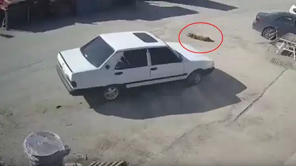 Köpeğin üzerinden otomobille geçip hayvanı sürükleyen sürücü gözaltında