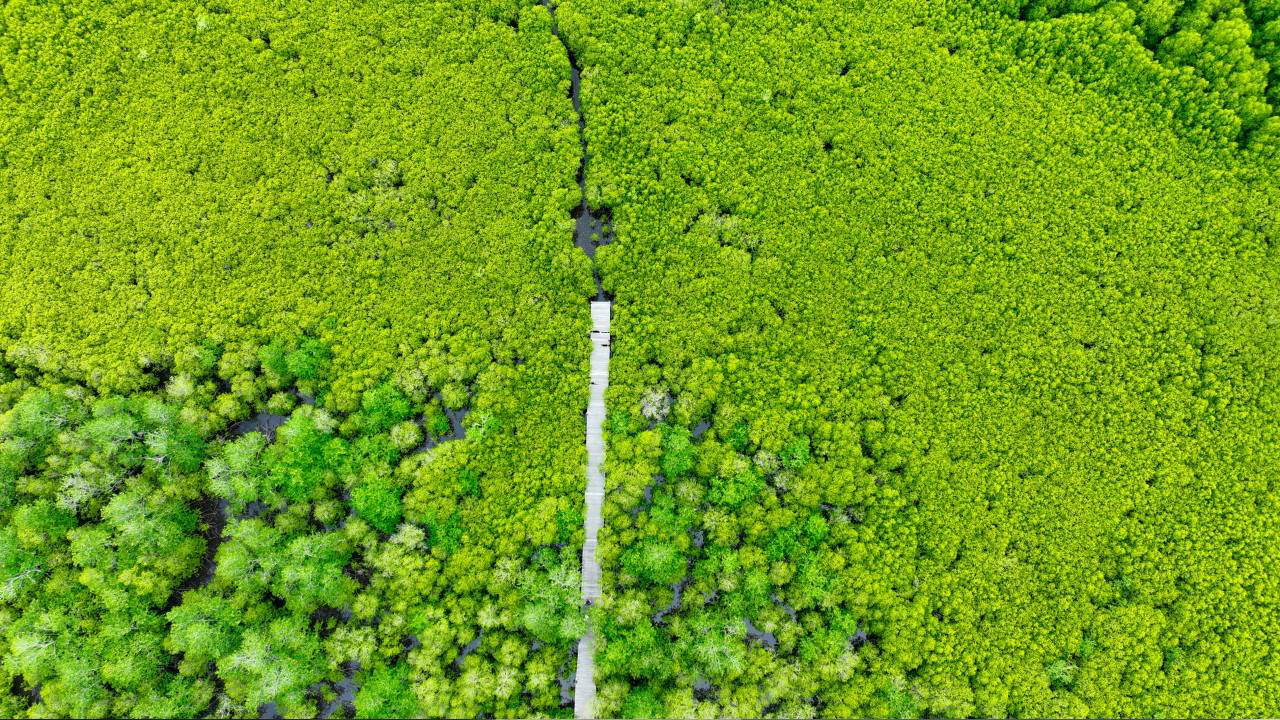 İklim sözlüğü: Karbon Yutağı