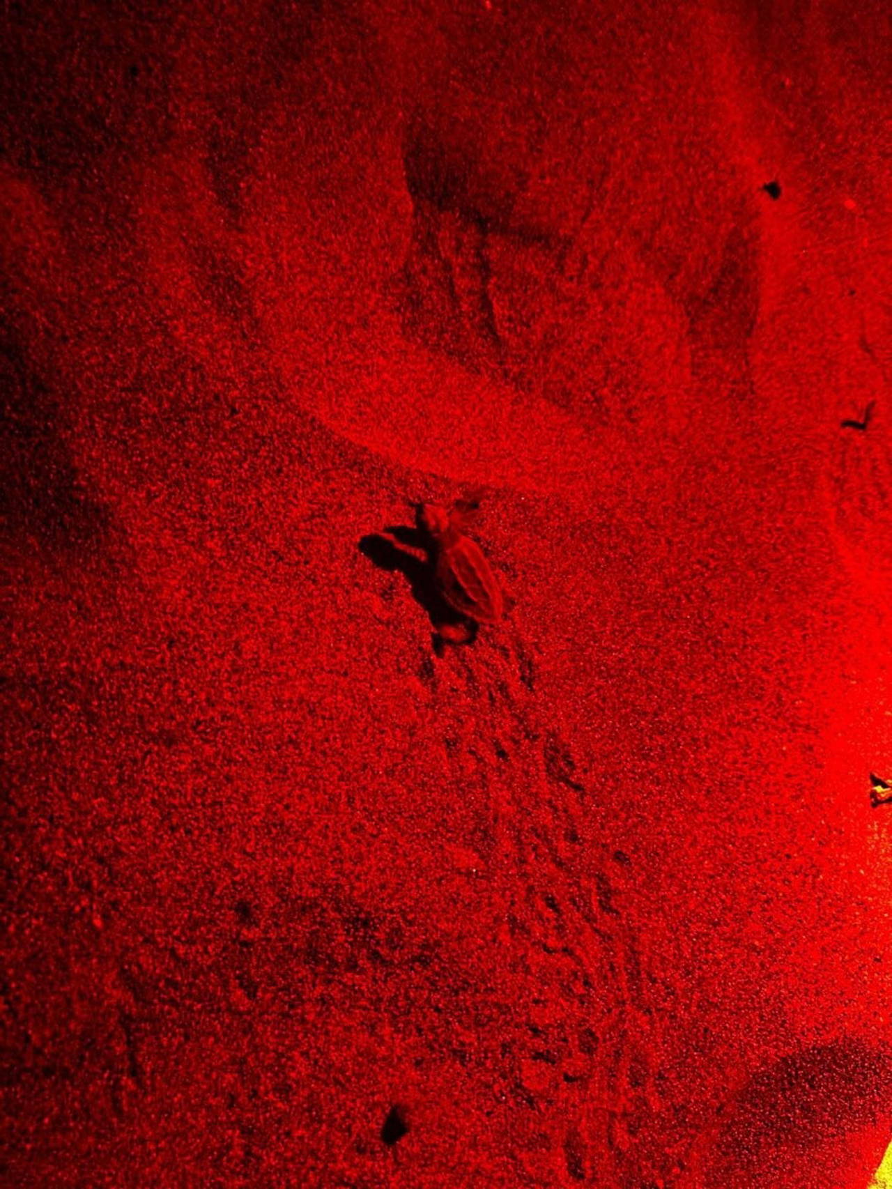2025'in ilk caretta caretta yavruları denizle buluştu
