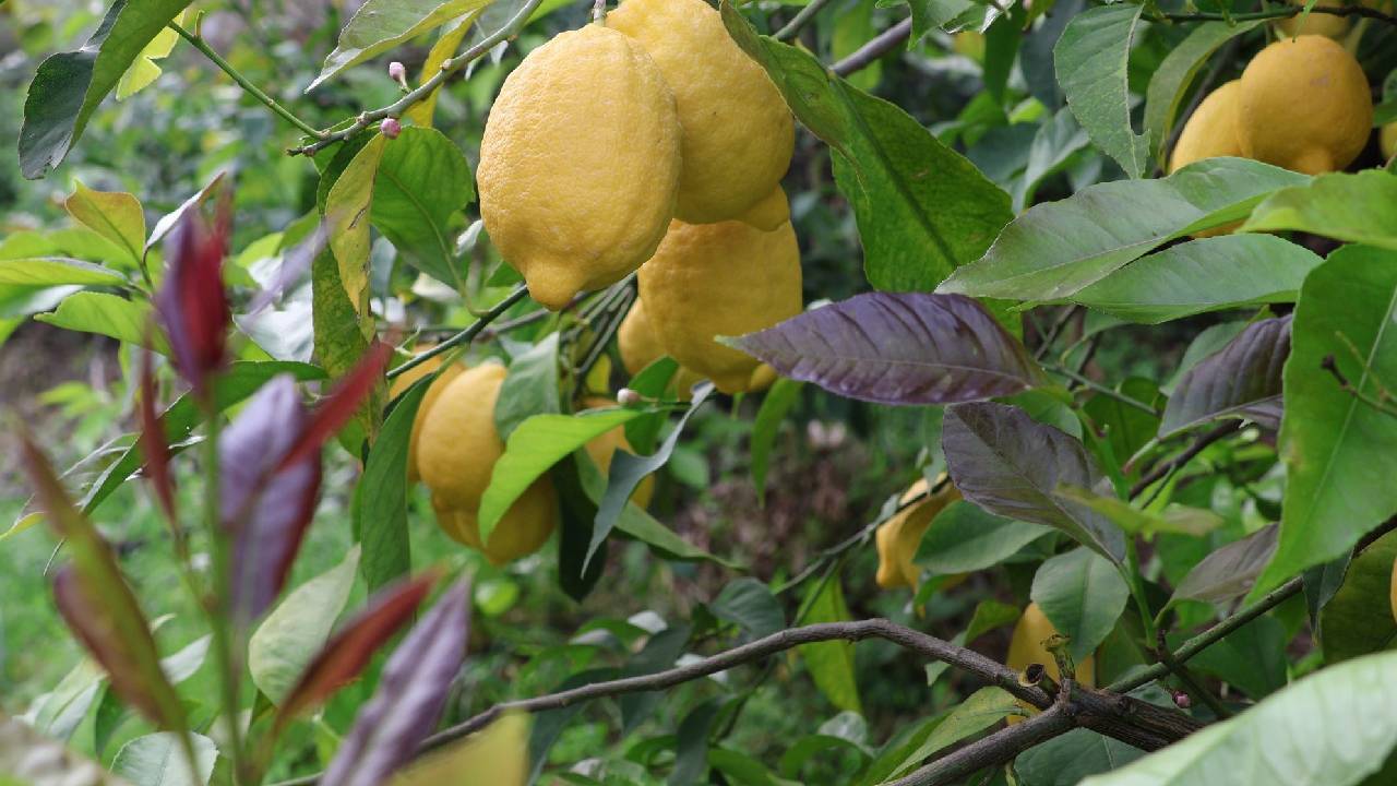 Arsuz'da 50 bin dönümden bereket fışkırıyor: 200 bin ton bekleniyor!