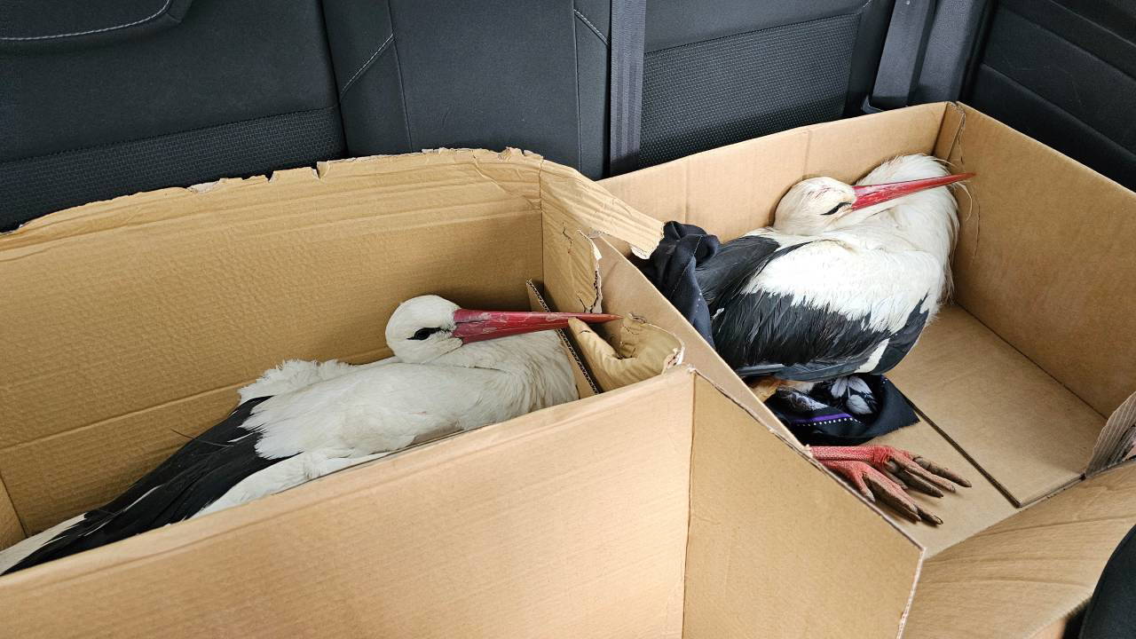 Göç yolundaki 2 leylek av tüfeğiyle vuruldu