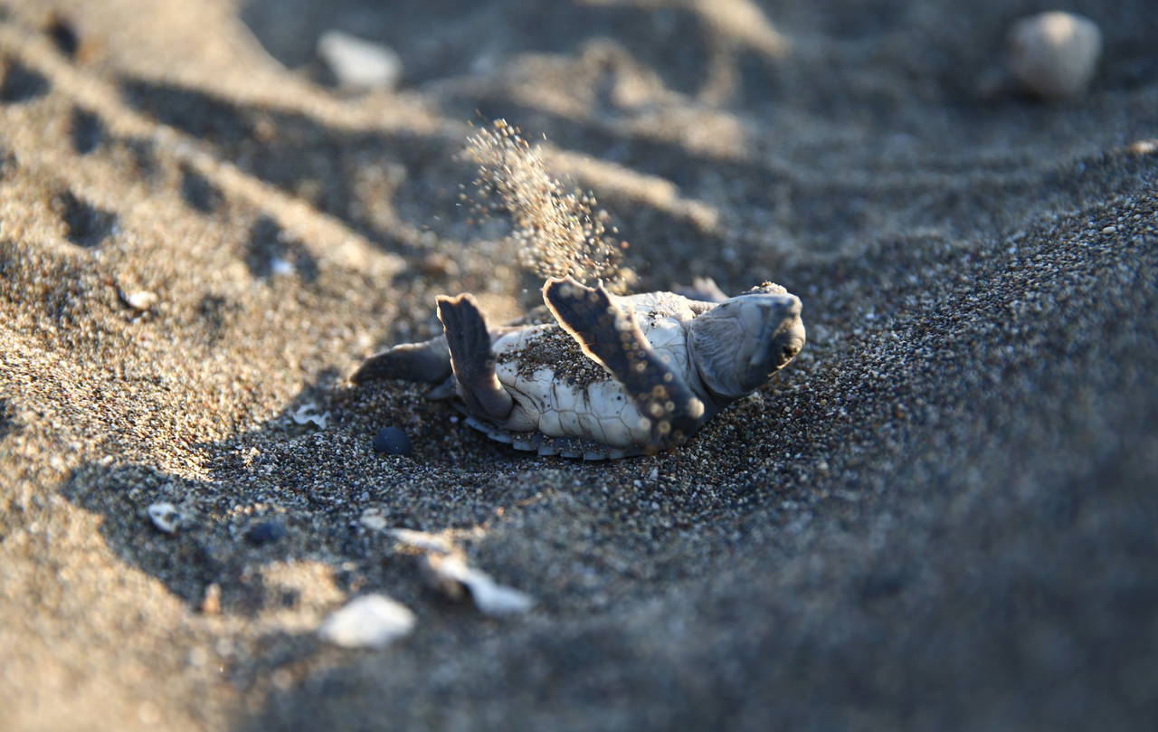 Mersin'de yavru kaplumbağalar denizle buluşuyor