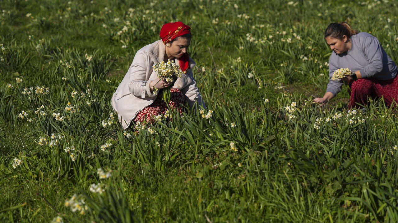 Yöre kadınları için gelir kapısı:  Senede bir defa yetişiyor!