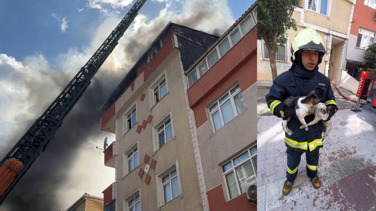 Avcılar’da çatı katında yangın çıktı: Evdeki 25 kediden 10'u yangından dolayı hayatını kaybetti
