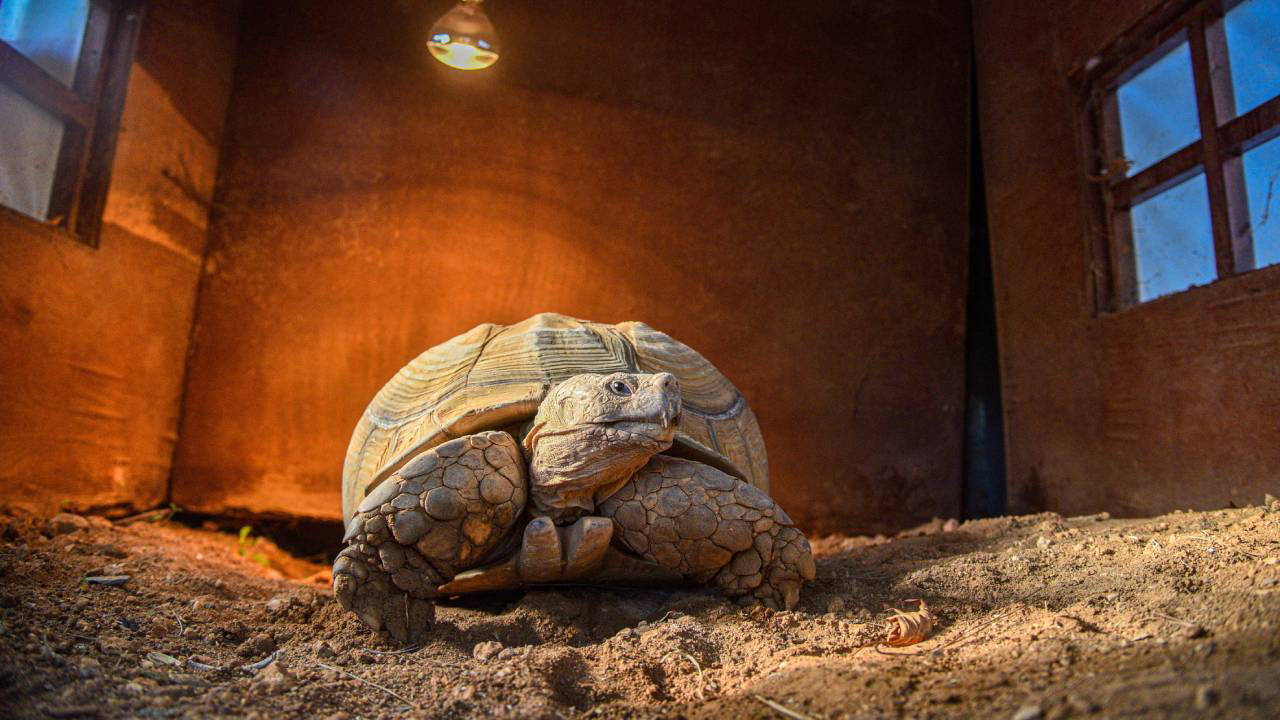 Doğal Yaşam Parkı'nın en yaşlı üyesine 'arkadaş' aranıyor