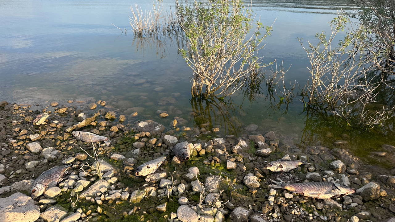 Ayvacık Barajı'nda toplu balık ölümleri: Numune alındı