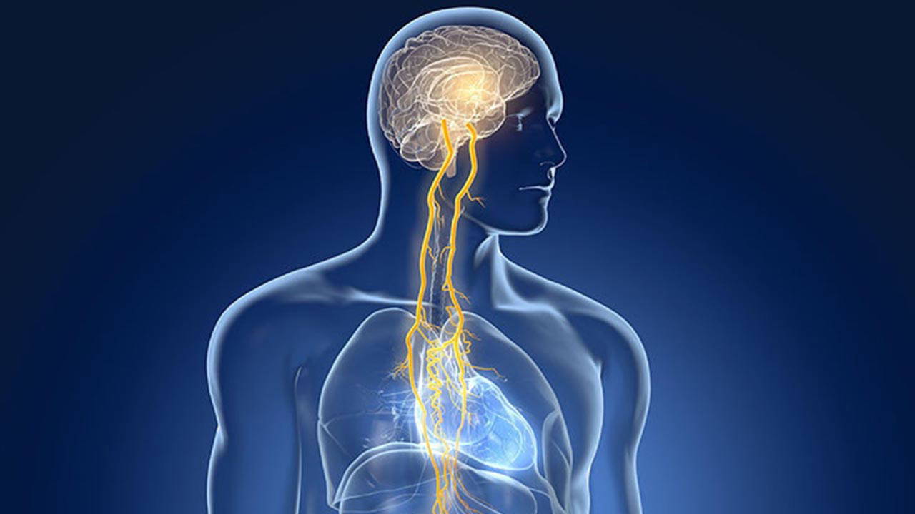 Vagus siniri nedir, nasıl rahatlatılır?