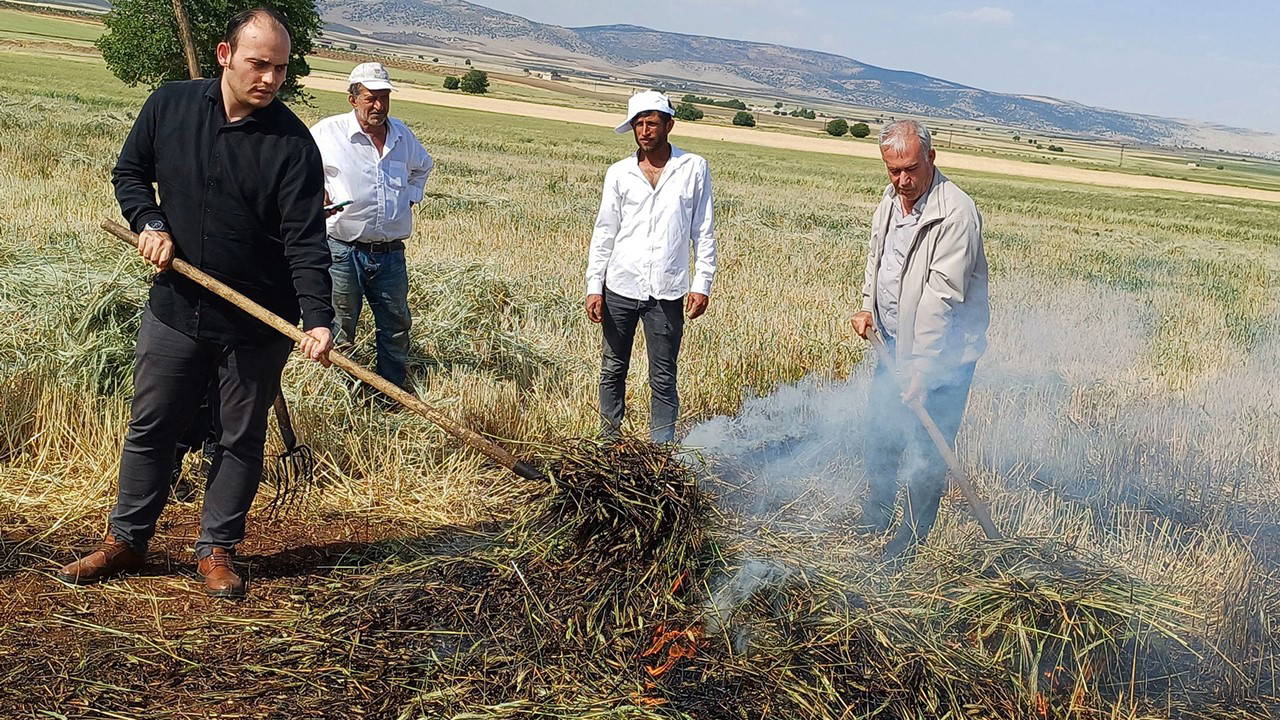 Araban Ovası'nda yetişiyor: Yemeği sadece 8 gün yapılıyor!