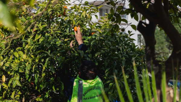 Dalında çürüyen değil, sofraya ulaşan bereket: Balçova Belediyesi'nden Türkiye’ye örnek bir dayanışma hikâyesi