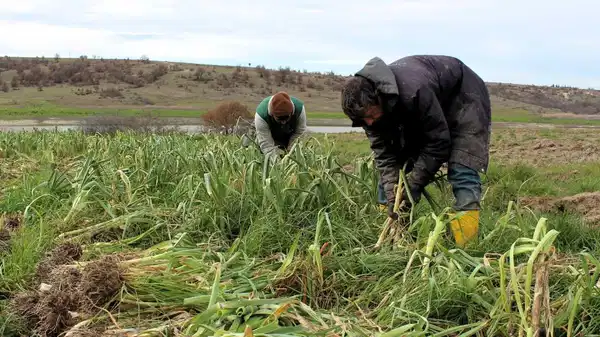 Bölgenin geçim kaynağı: Hasadı başladı!