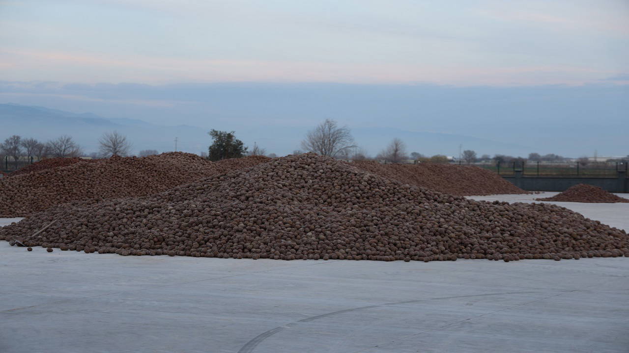 Değeri altınla yarışıyor: Bölgenin geçim kaynağı...