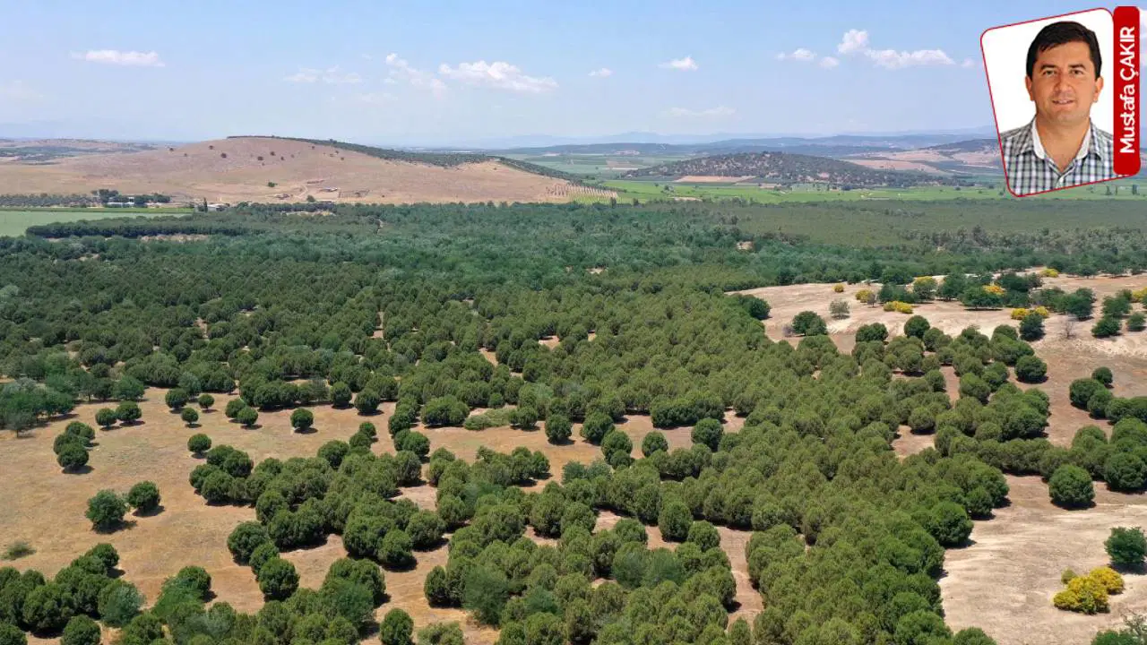 Indiana Jones’un ‘çölü’ orman oldu, şimdi de madenciliğe açılıyor: Yeşile sondaj!