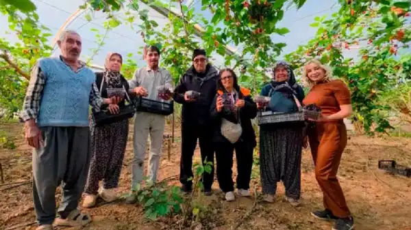Fiyatı üreticinin yüzünü güldürdü: 'Yıkamadan yiyebilirsiniz'