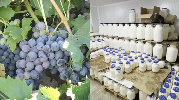 Erzincan tulum peyniri ve Cimin üzümü 'Slow Food Ark of Taste' listesine alındı