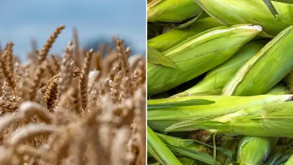 Erhan Adem'den mısır ve arpa ithalat kararına tepki: Yarın sofradaki ekmek, yem, süt, et fiyatı artarsa sorumlusu yine çiftçi ilan edilecek