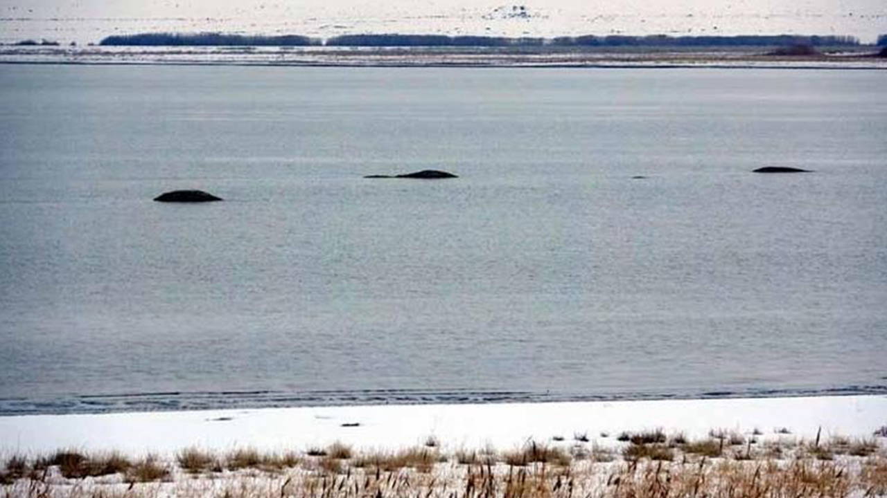 Flamingoların konaklandığı Van Gölü'nde geri çekilme: 'Adacıklar' oluştu