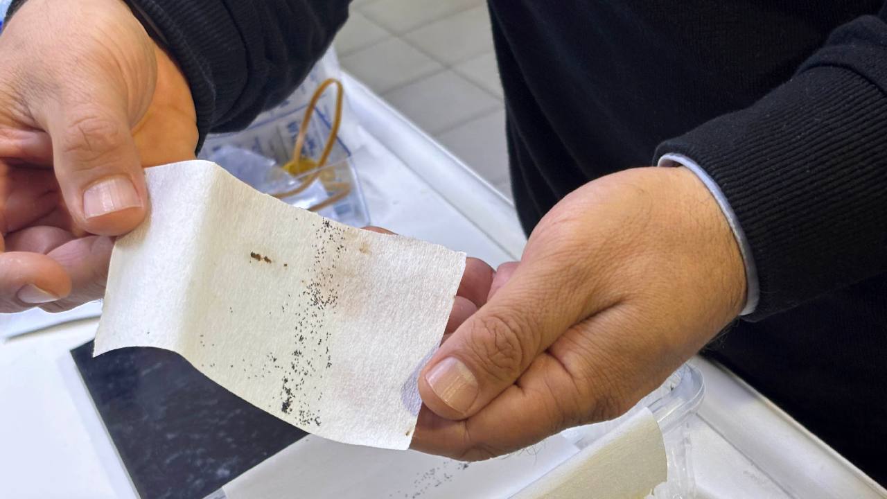 Antalya'da yoğun yağışlar sonrası sivrisinek alarmı: Uzmanlardan kritik uyarı!