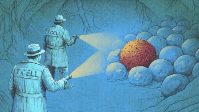 Yeni bağışıklık sistemi tedavileri kanserle nasıl savaşıyor?