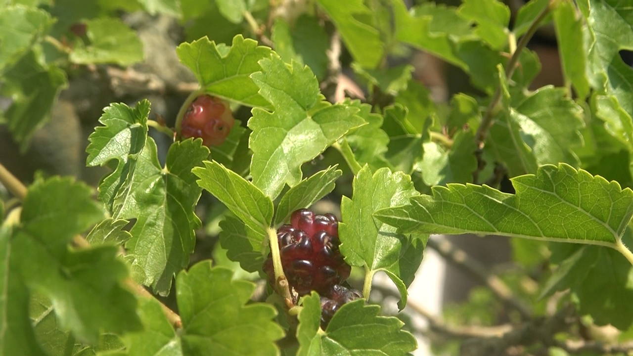 Türkiye'nin ilk bonsai müzesinde hasat başladı