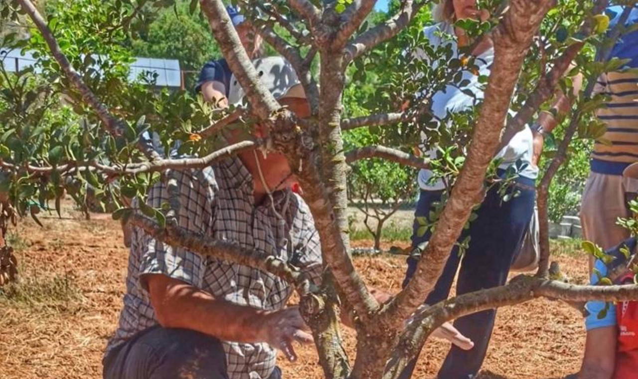 11 yıl sona ilk kez hasat edildi: Ağaç başına 1 kilo ürün...