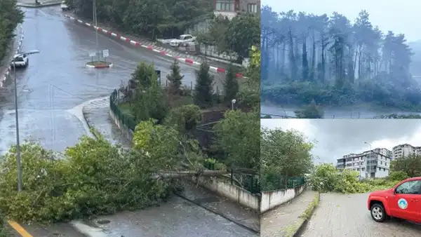 Bartın'da Doğanın Gücü: Rüzgarın Yıkıcı Etkisi