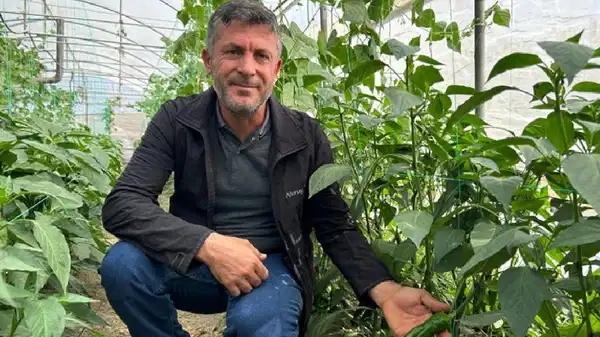 Yoğun oranda C vitamini içeriyor! 2 bin 347 dekarda yetişiyor: Hasadı başladı