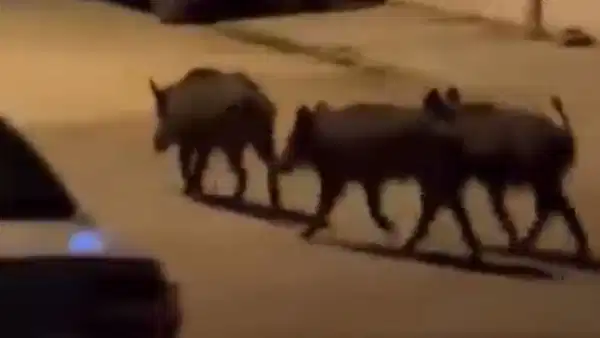 Hatay'da domuz sürüsü mahalleye indi