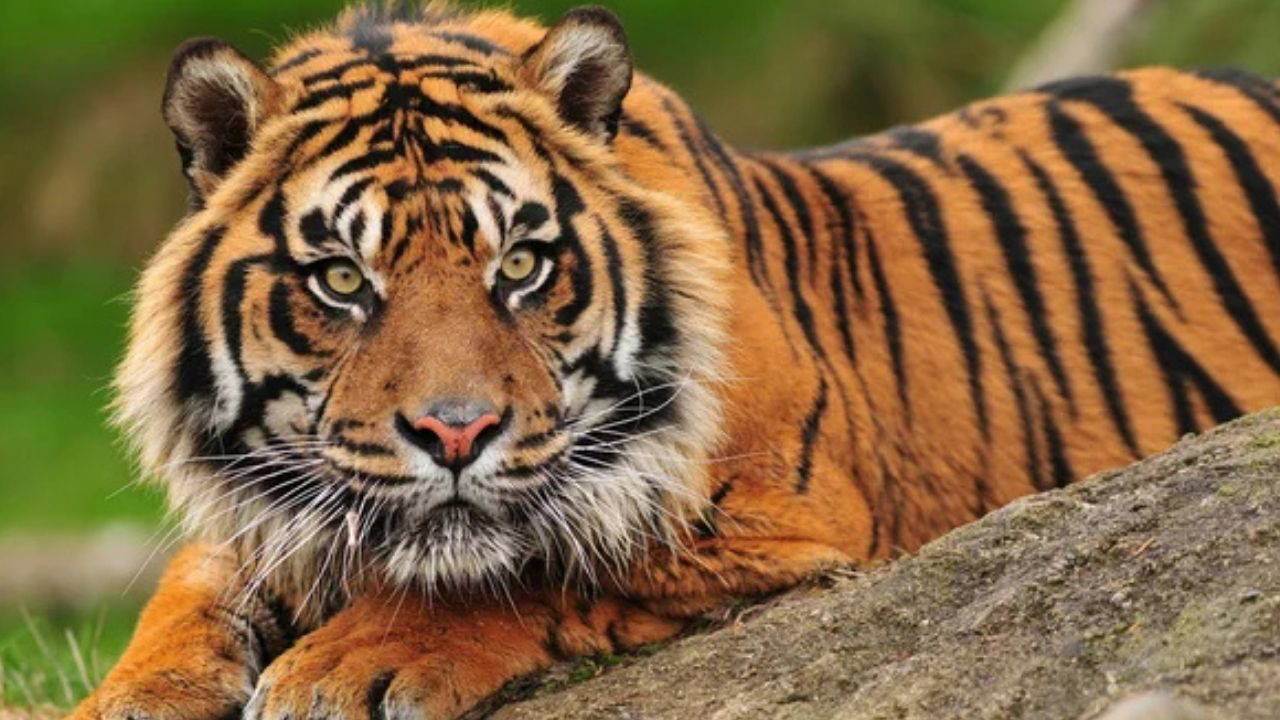 Küresel ekolojik kriz derinleşiyor: İşte, kaybolduğunu fark etmediğimiz 7 şey!